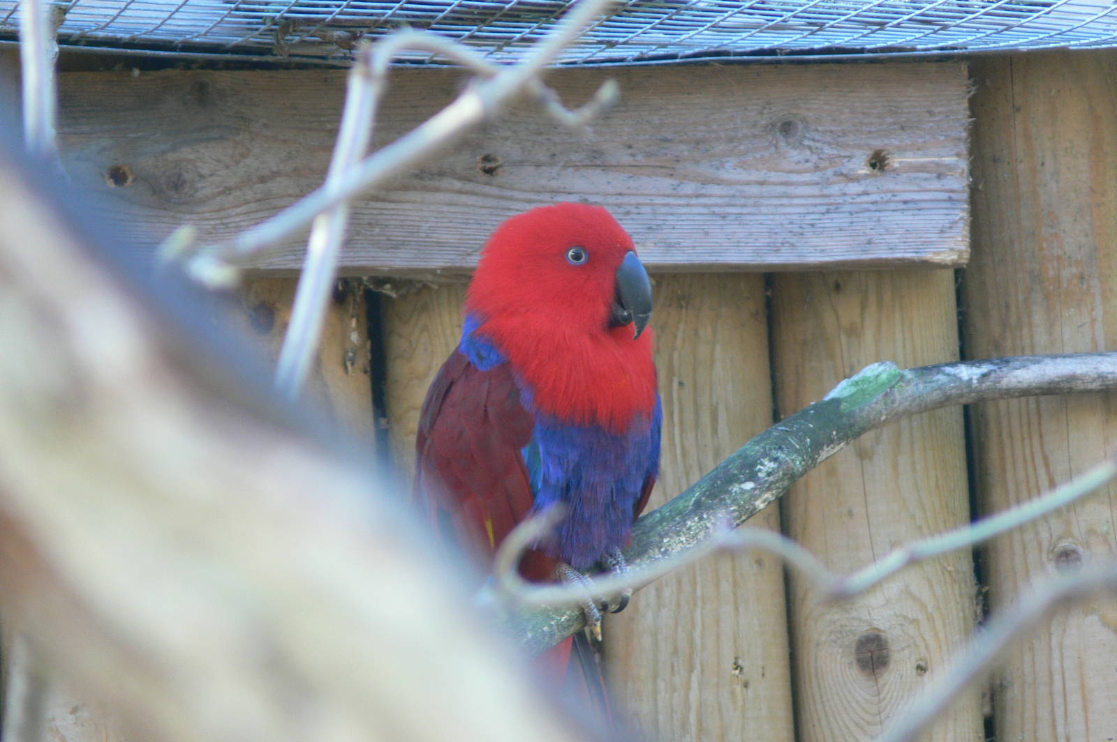 Red-sided Eclectus Parrot at Blackpool Zoo, 15/01/15