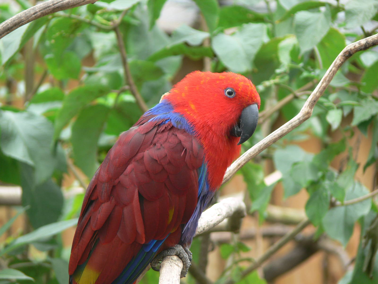 Red-sided Eclectus Parrot at Blackpool Zoo, 16/08/14