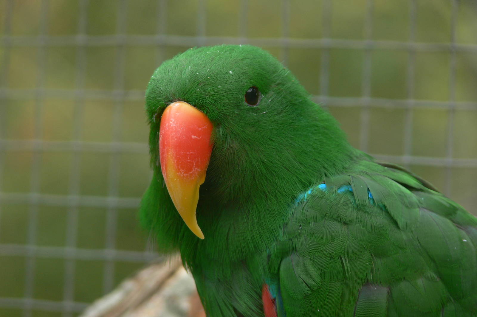 Red-sided Eclectus Parrot at Blackpool Zoo, 27/09/14