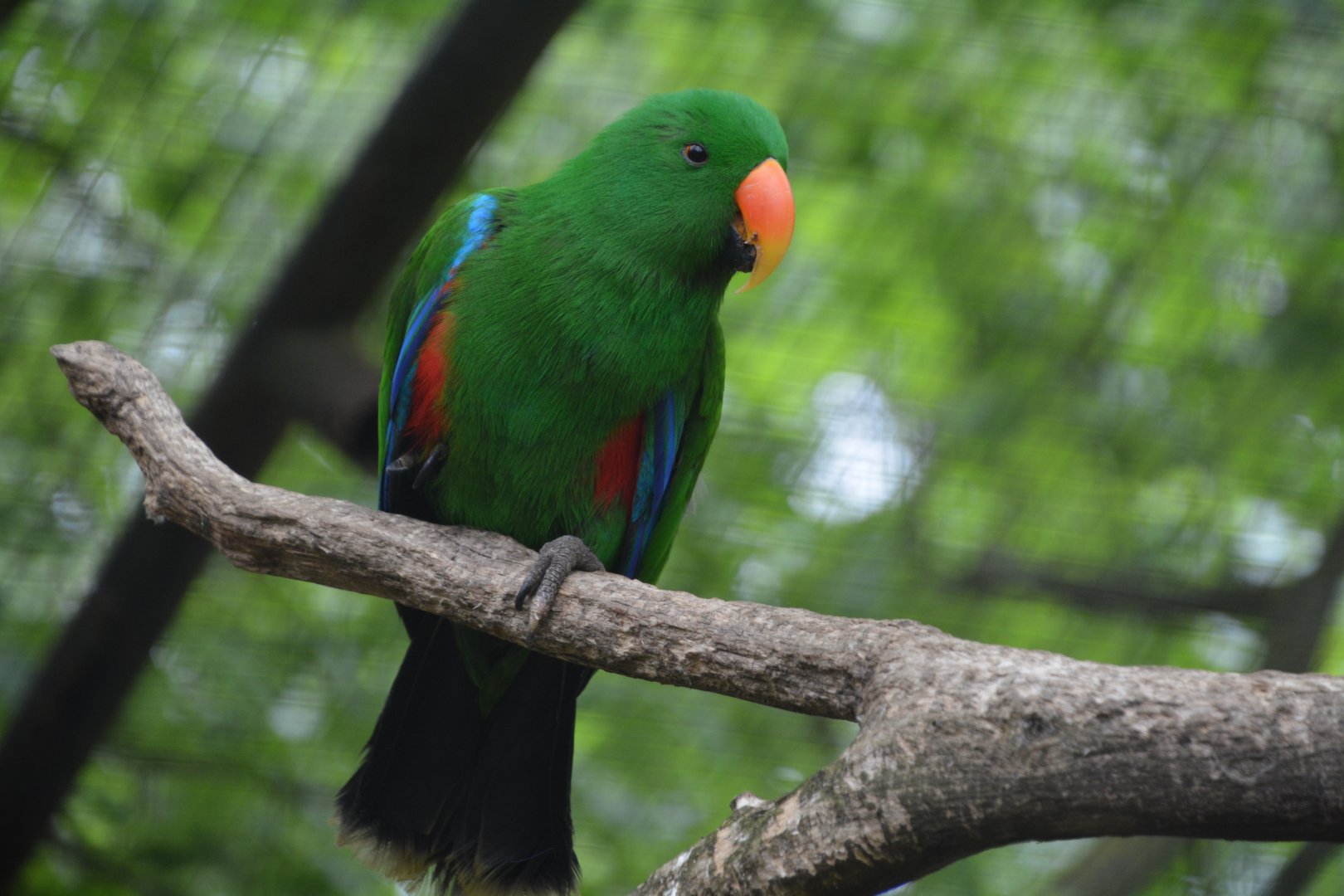 Red-sided eclectus parrot (Eclectus roratus polychloros)