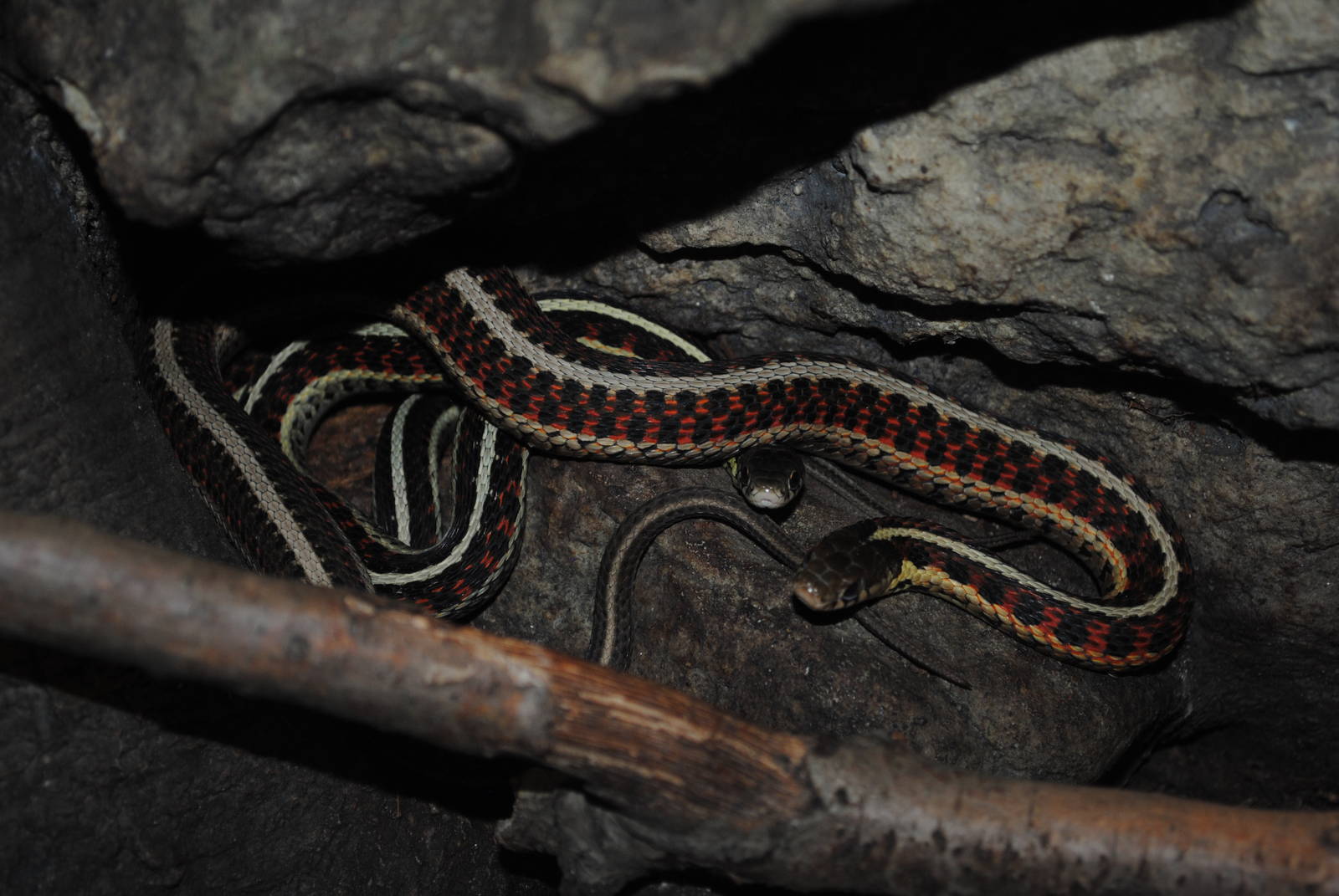 Red-sided Garter Snake