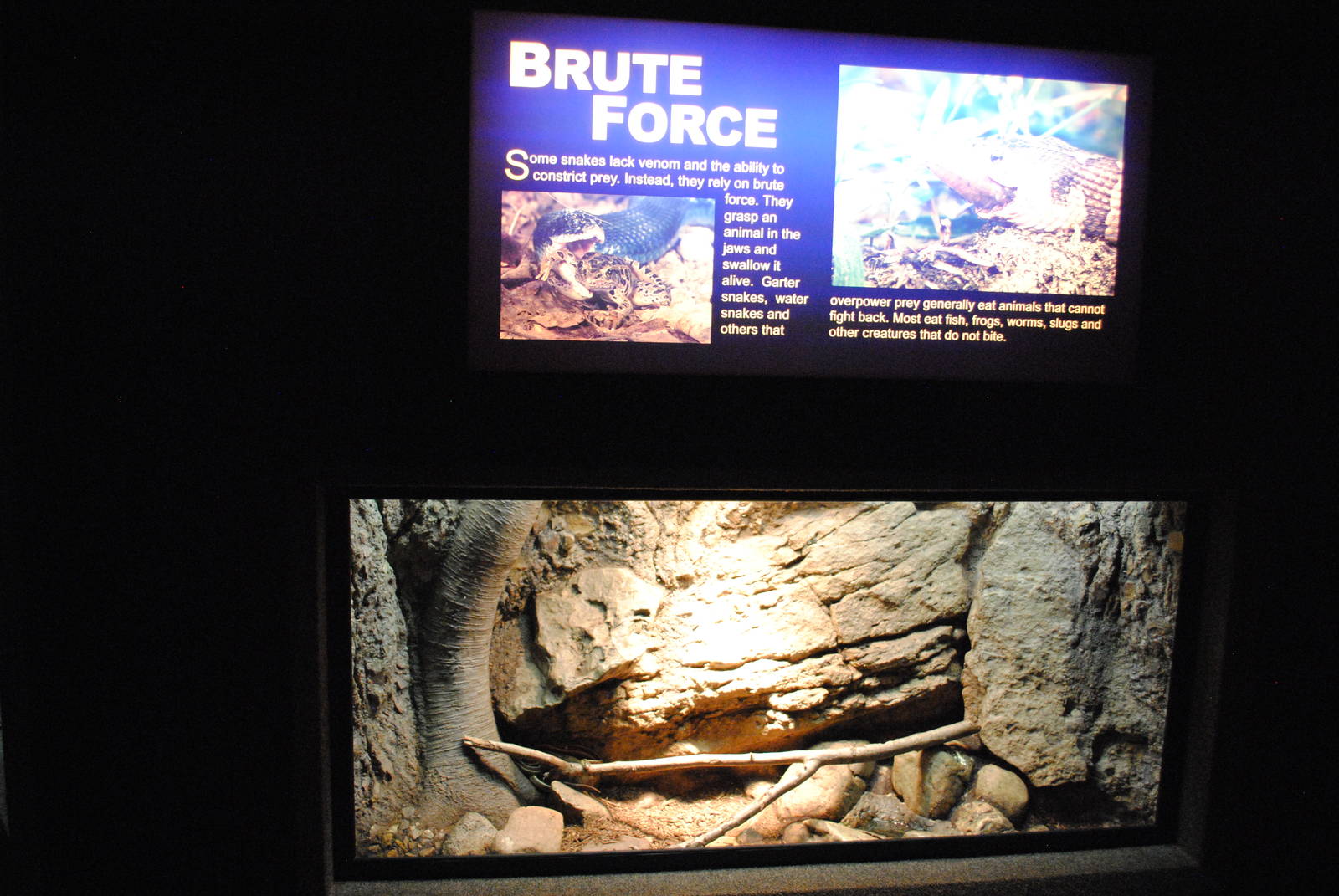 Red-sided Garter Snakes (Thamnophis sirtalis parietalis) Exhibit (Main Gall