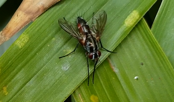 Red-sided tachinid fly - Mintho rufiventris