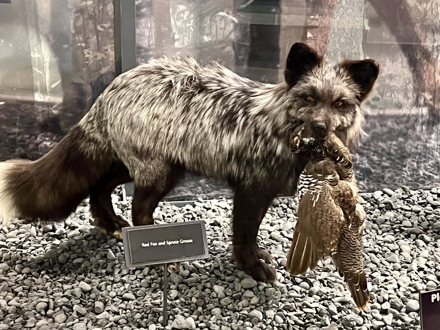 Red (silver) Fox and Spruce Grouse