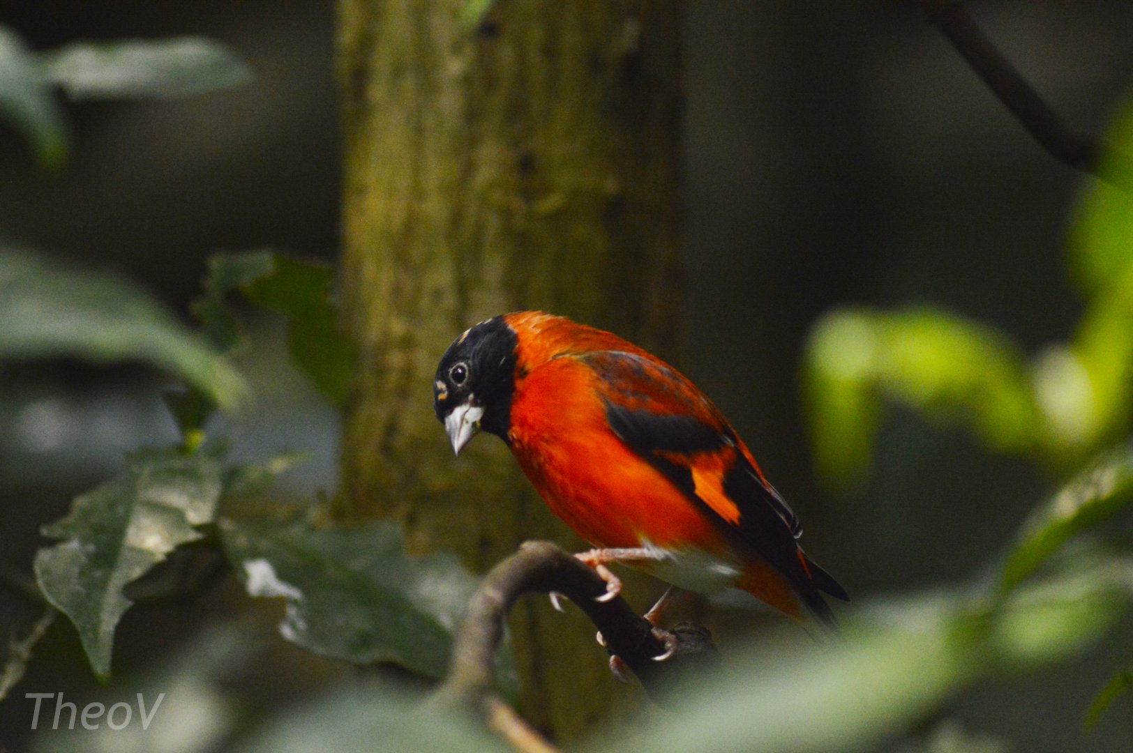 Red siskin [2018]