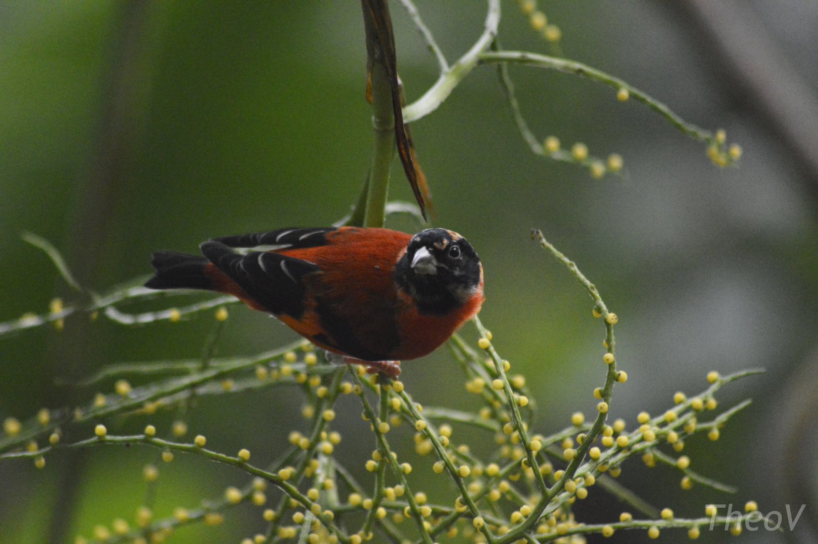 Red siskin [2020]