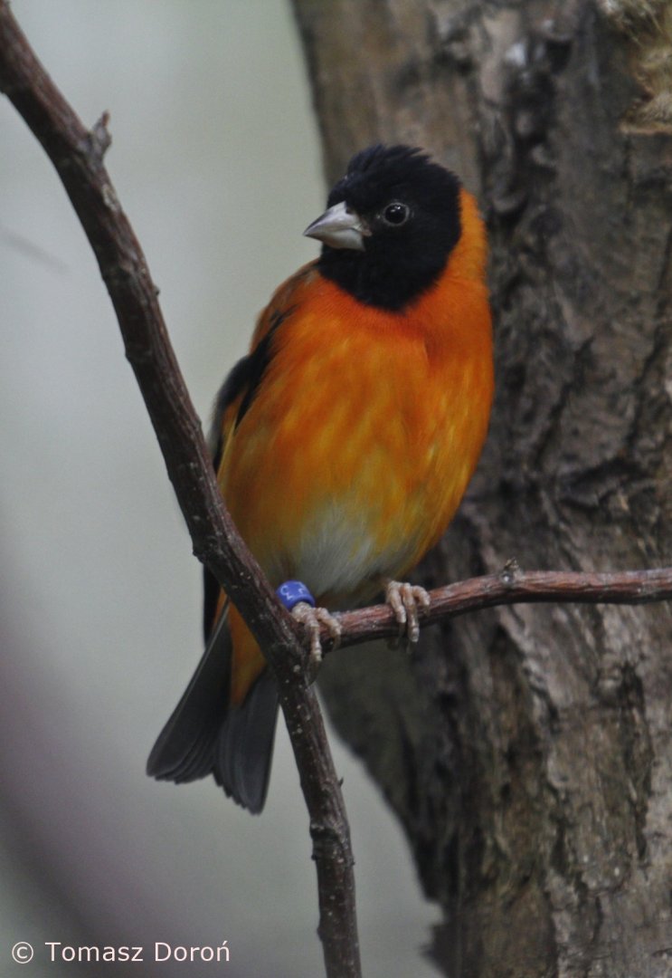 Red Siskin (Carduelis cucullata), January 2021