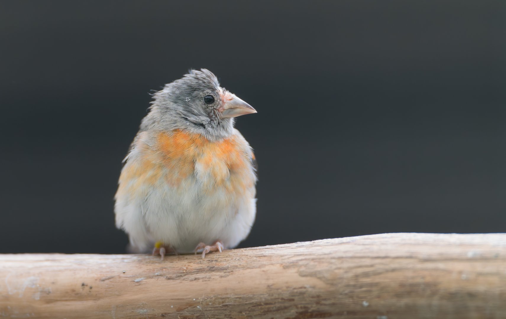 Red Siskin, Hamerton, UK