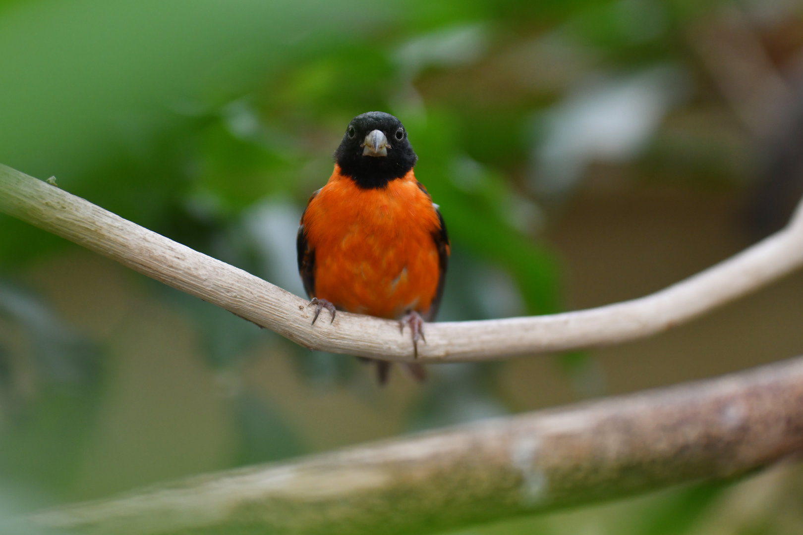 Red siskin (Spinus cucullatus)