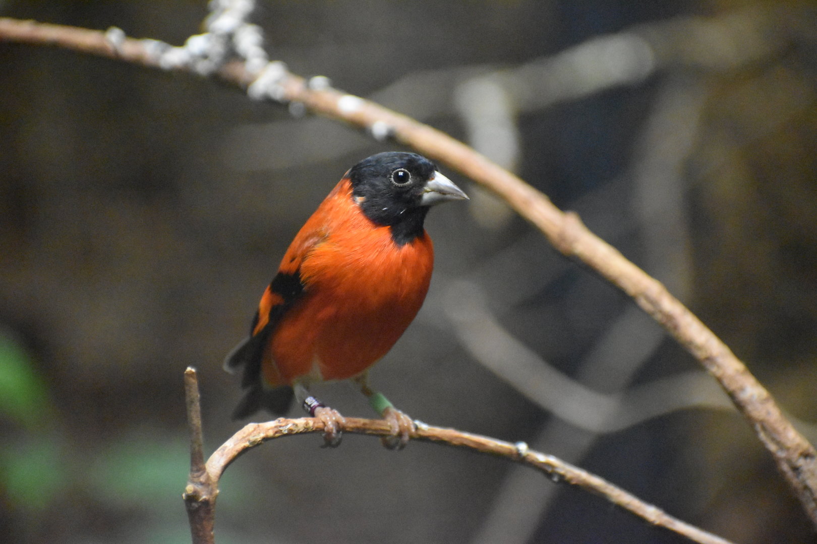Red Siskin - Spinus cucullatus