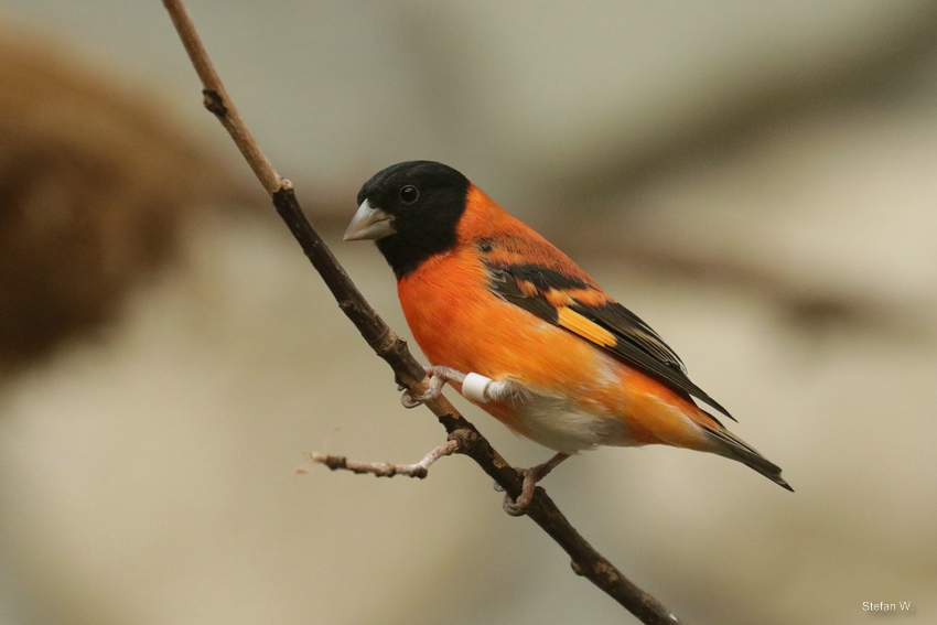 Red siskin (Spinus cucullatus)