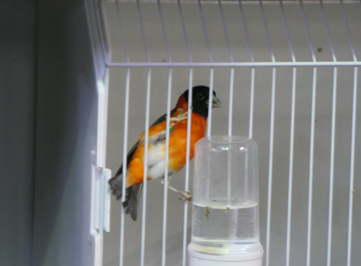 Red Siskin (Spinus cucullatus)