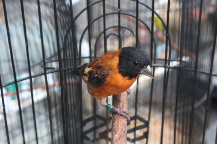 Red siskin (Spinus cucullatus)