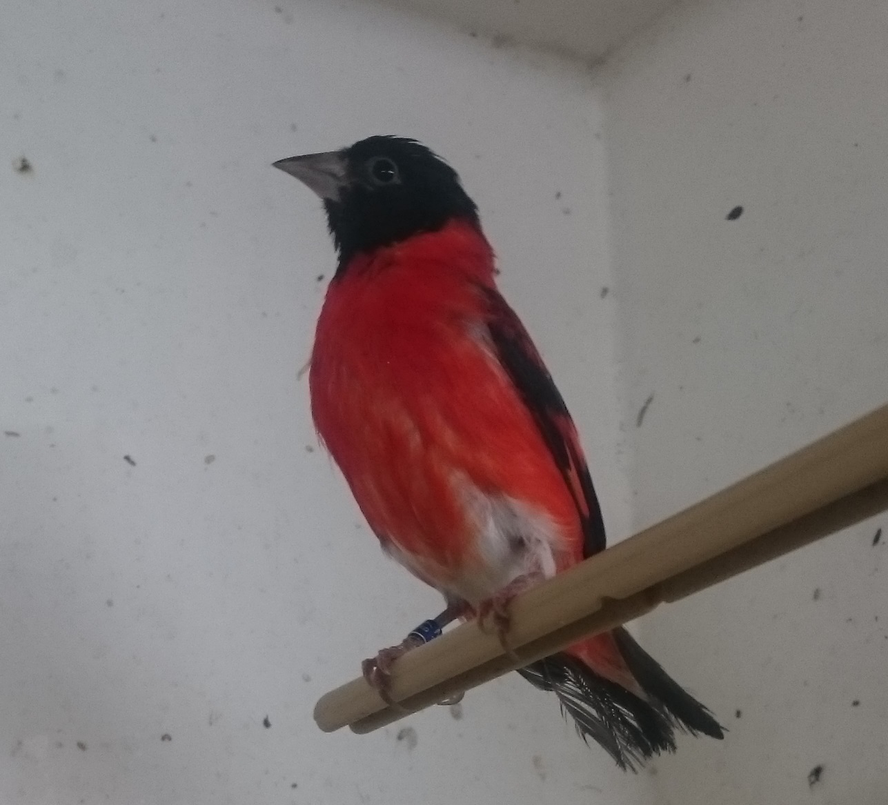 Red siskin