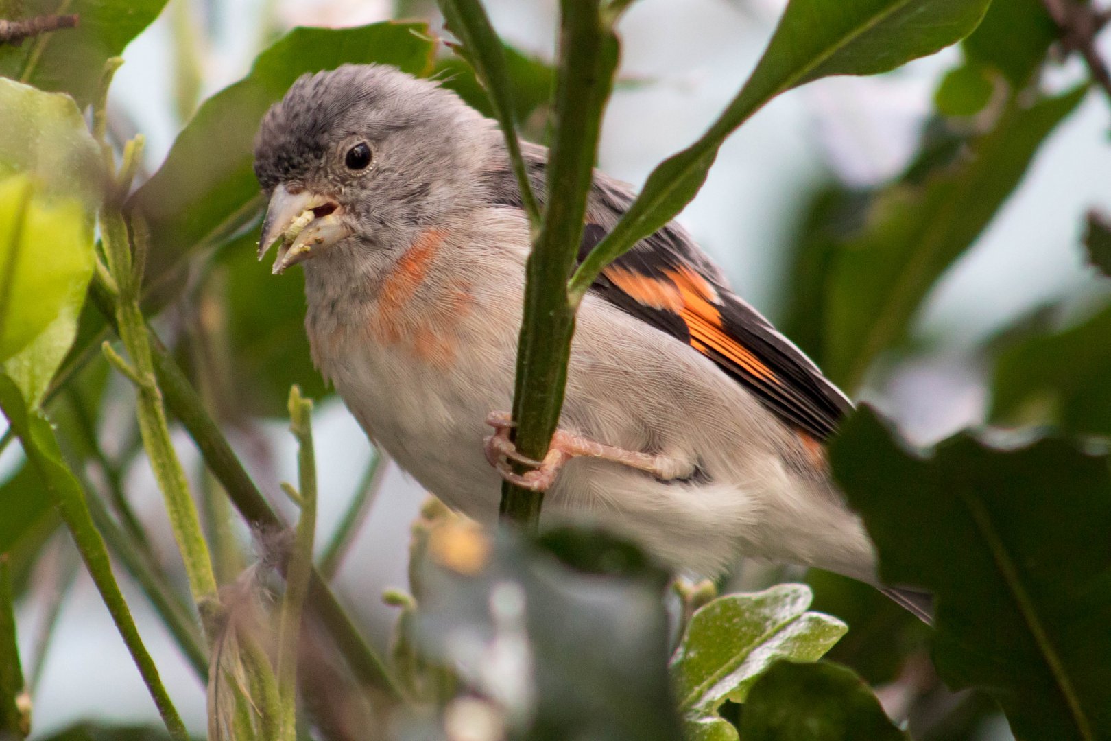Red siskin