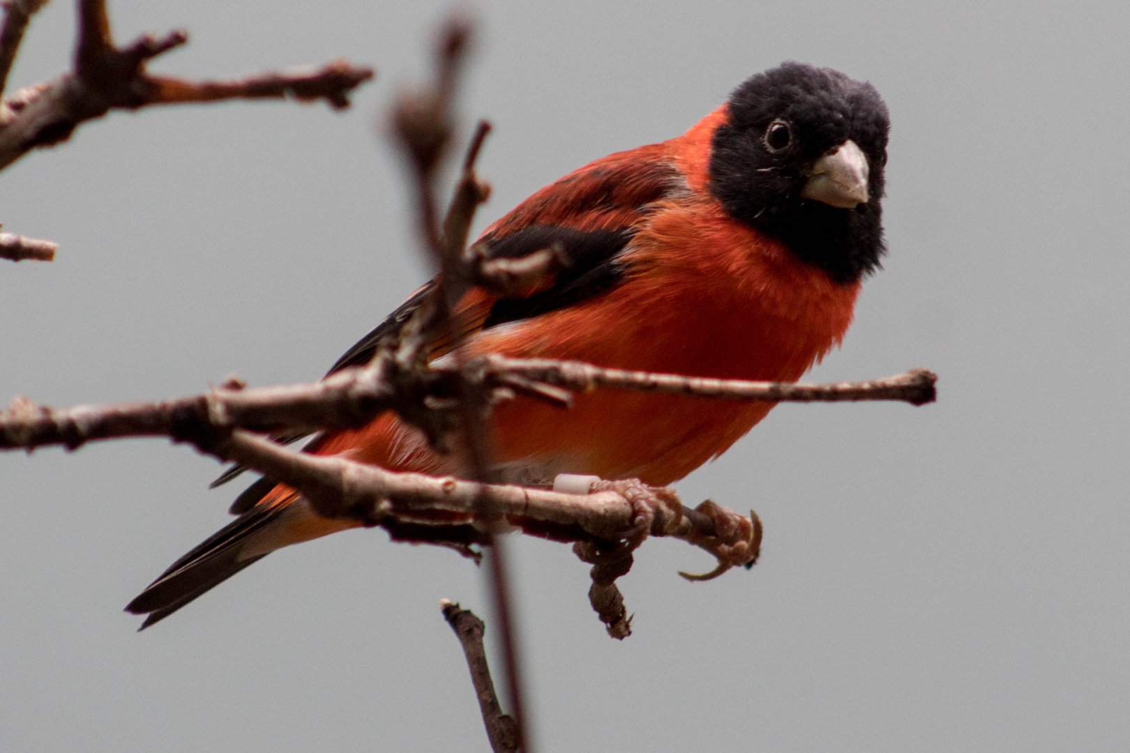 Red siskin