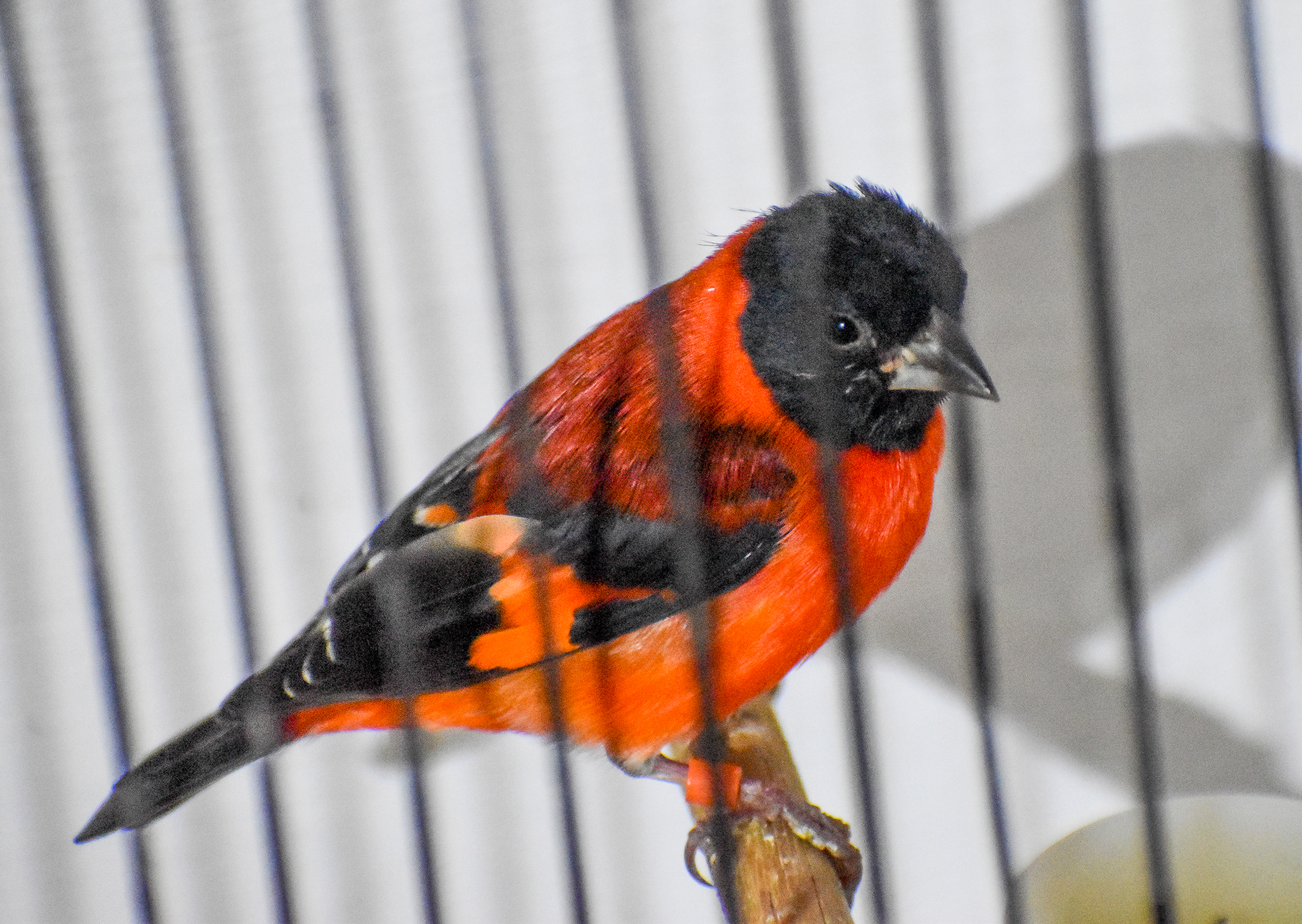 Red Siskin