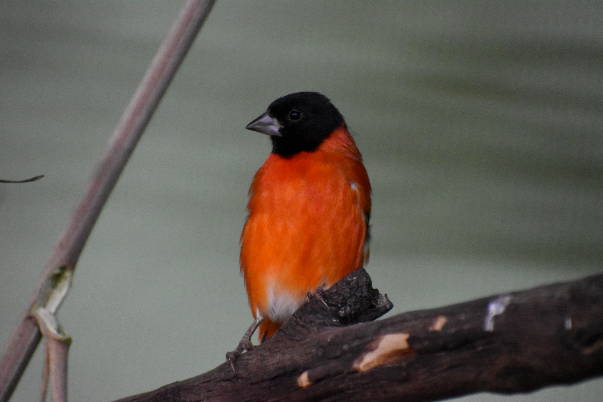 Red Siskin