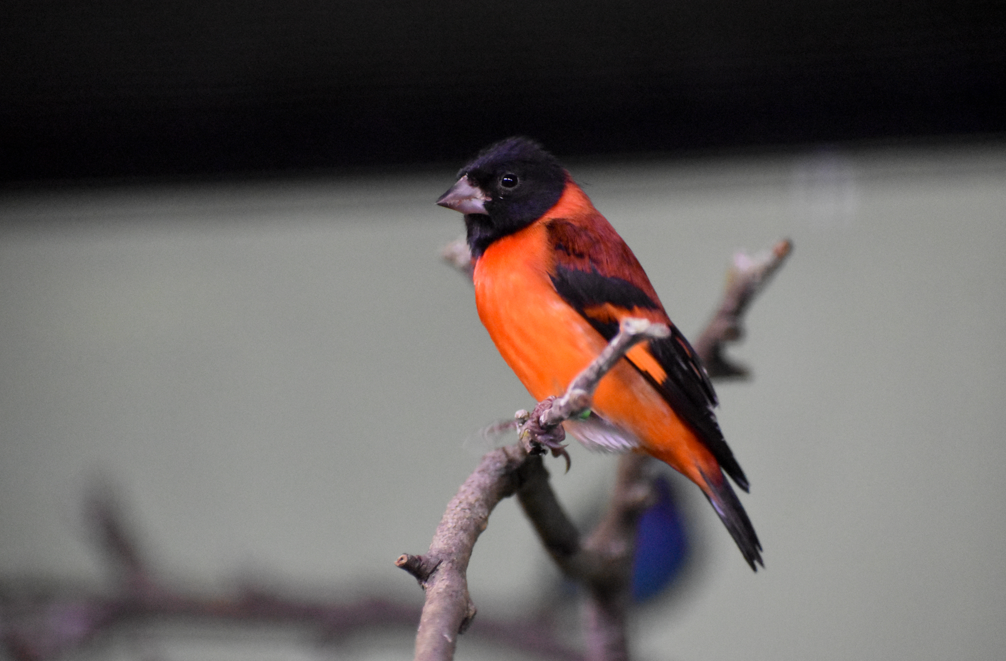 Red Siskin