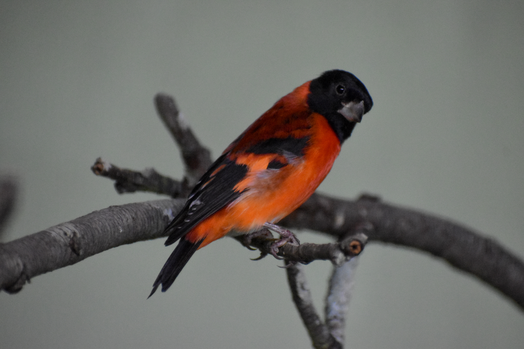 Red Siskin