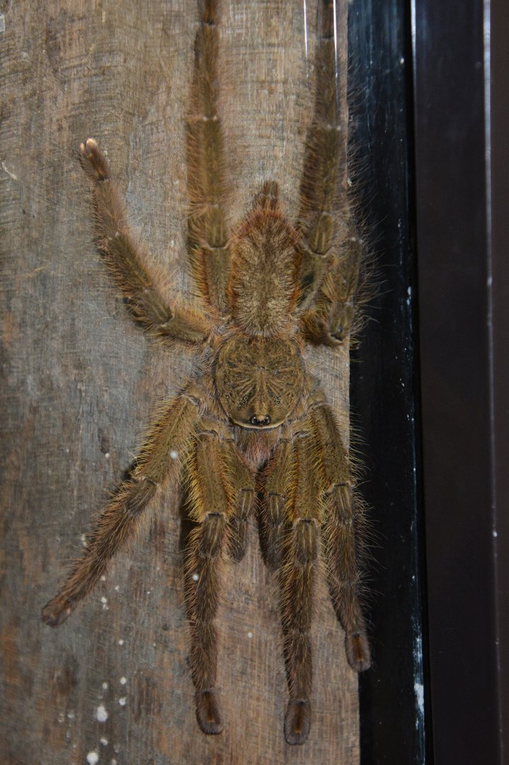 Red slate ornamental tarantula (Poecilotheria rufilata)