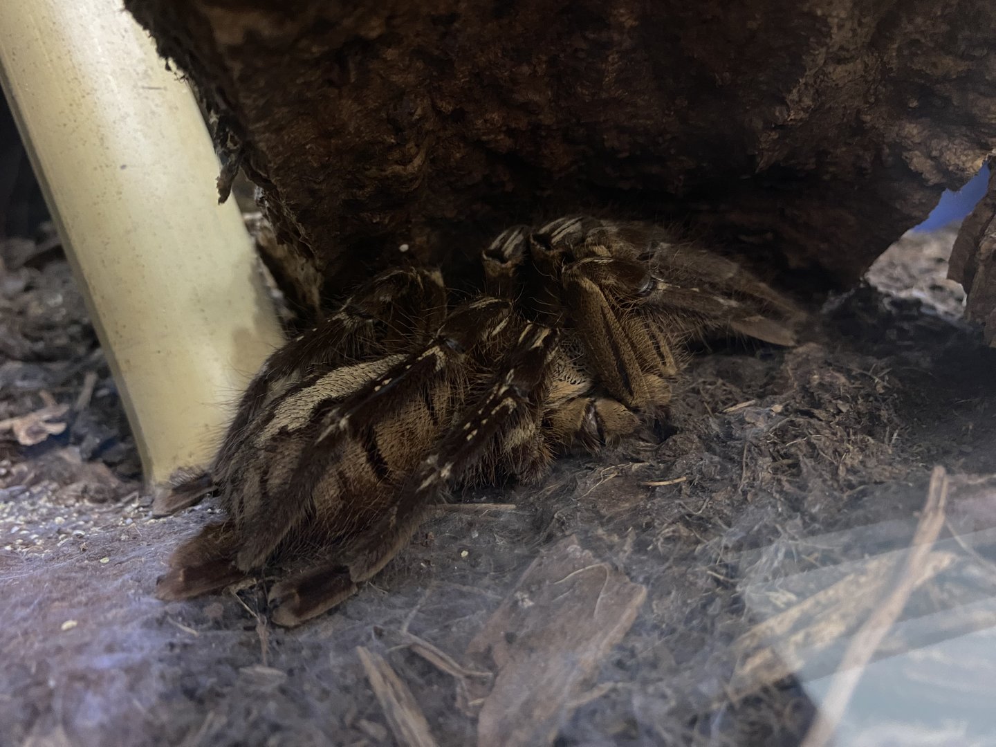 Red Slate Ornamental Tarantula