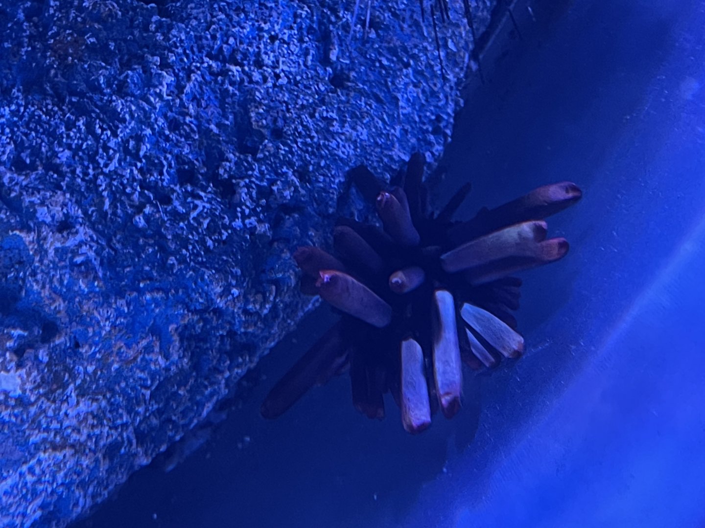 red slate pencil urchin (heterocentrotus mamillatus)