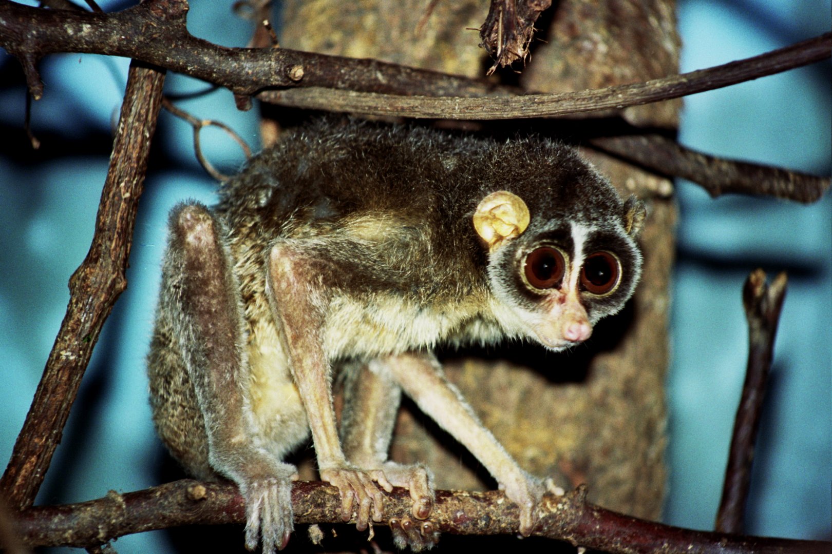 Red Slender loris (Loris tardigradus)