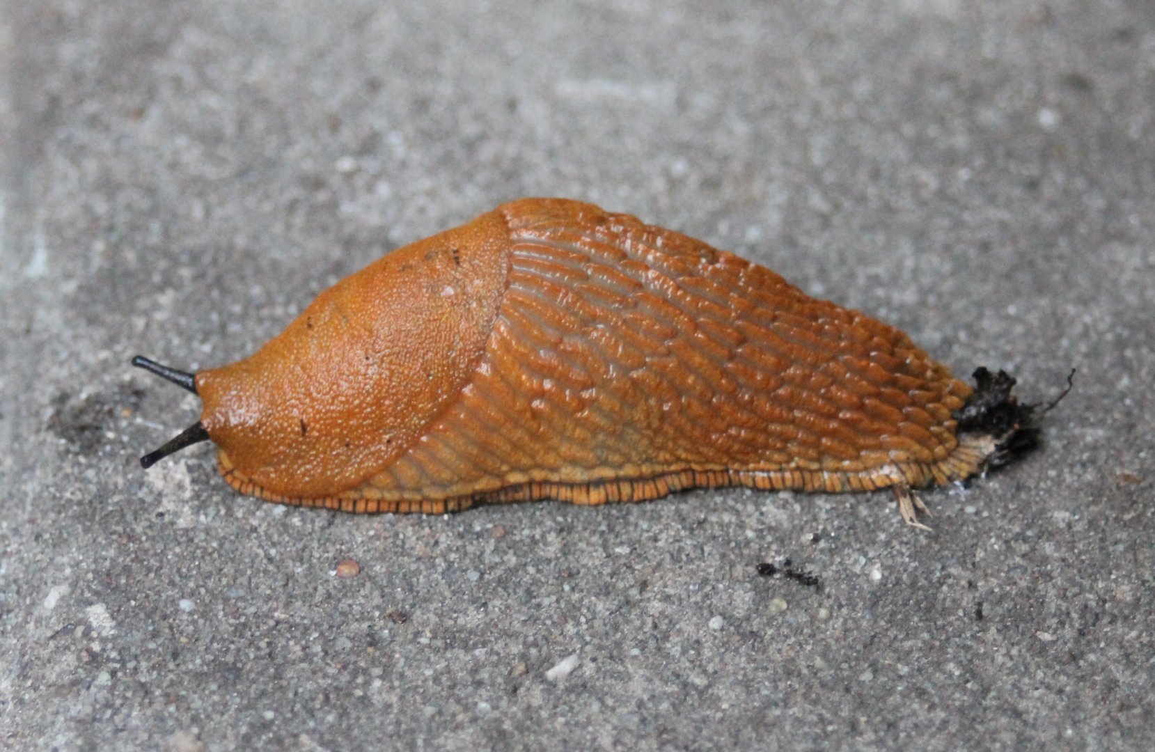 Red slug - Arion rufus