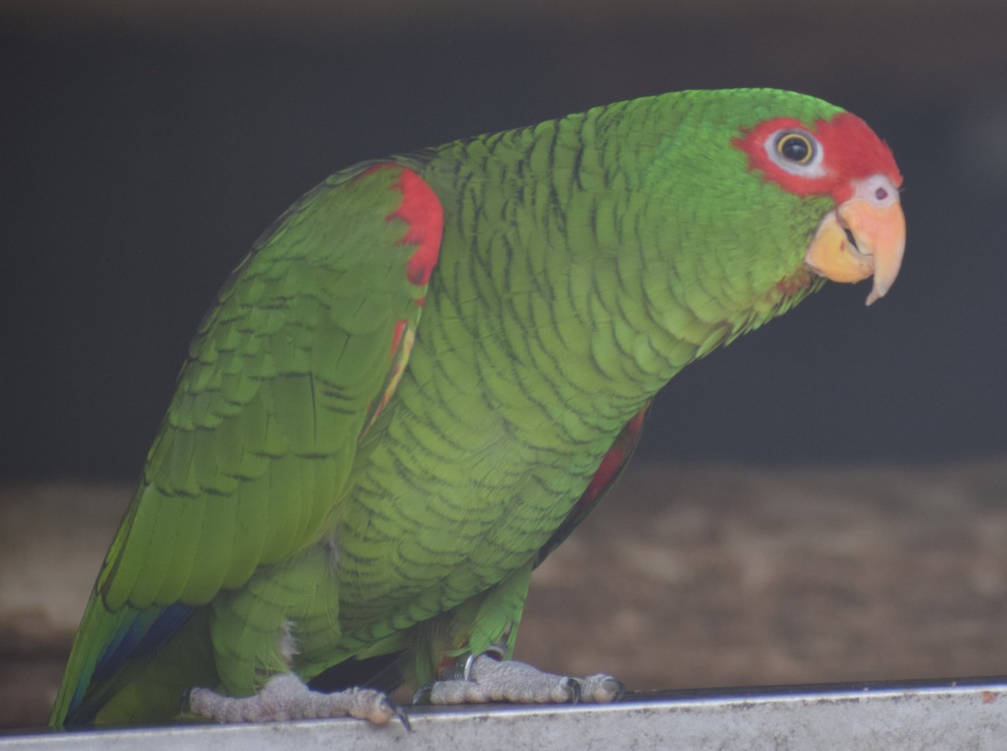 Red-spectacled amazon - Papouščí Zoo Bošovice