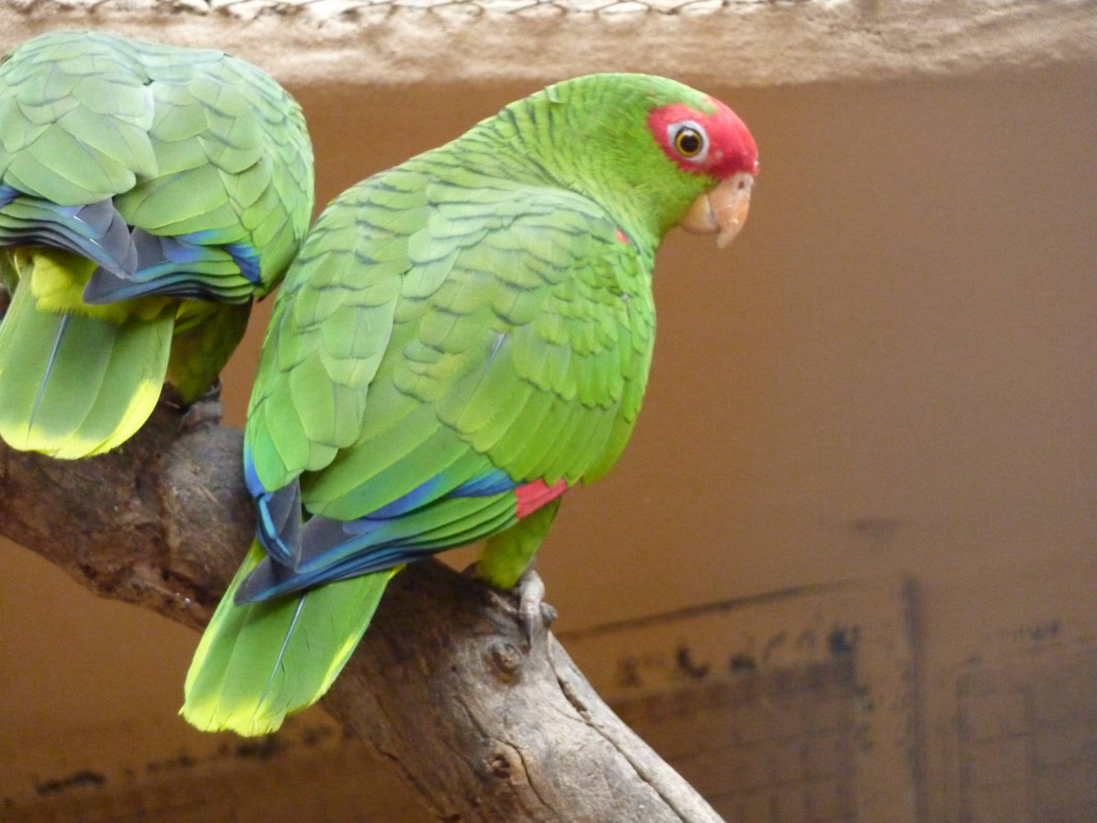 Red-spectacled amazon