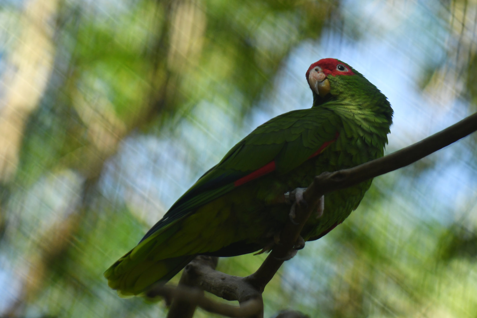 Red-spectacled Parrot Amazona pretrei