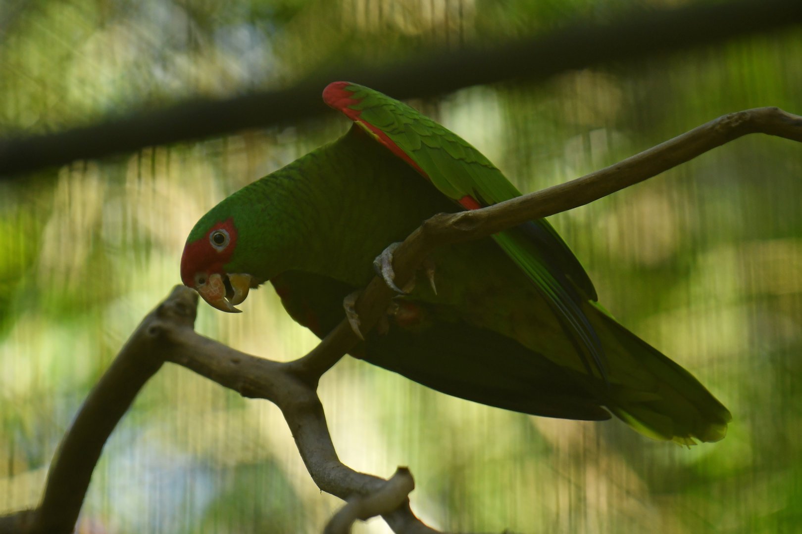 Red-spectacled Parrot Amazona pretrei