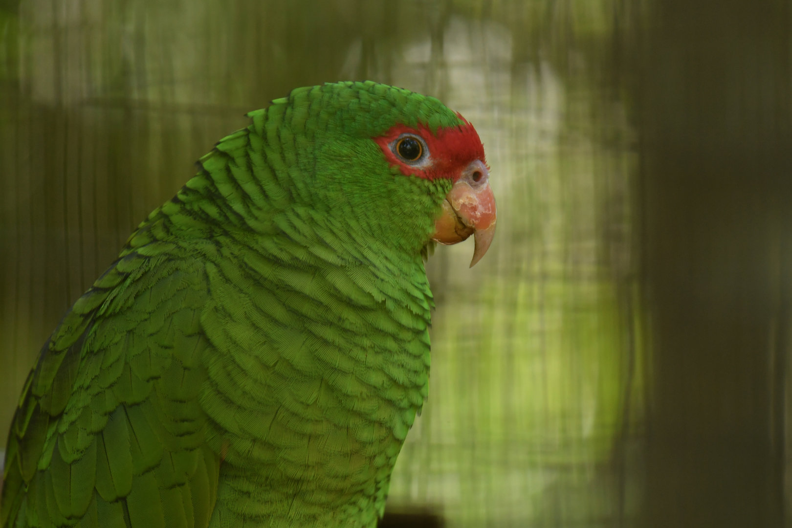 Red-spectacled Parrot Amazona pretrei