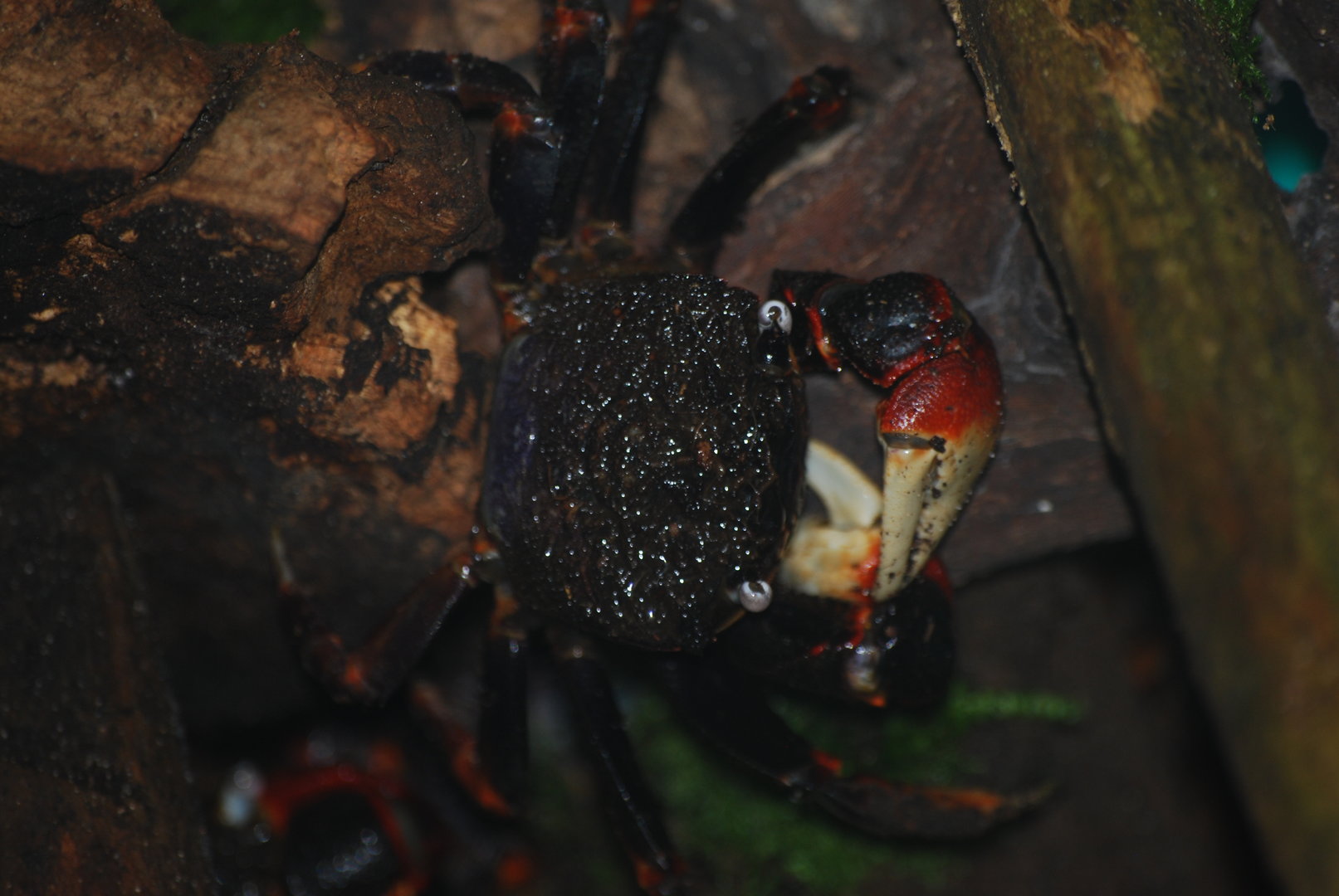 Red spider crab at BugzUK Parc