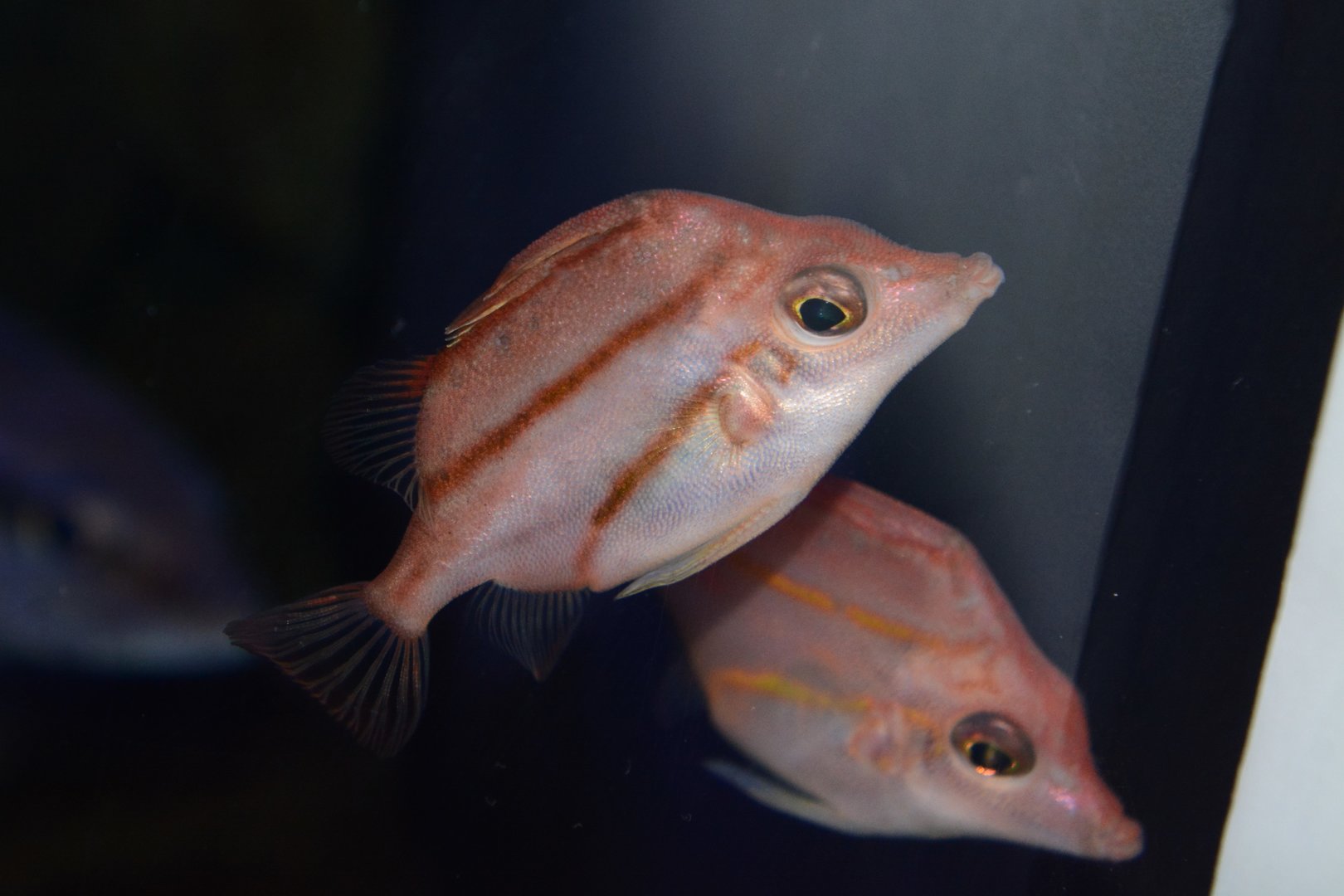 Red spikefish (Triacanthodes anomalus)