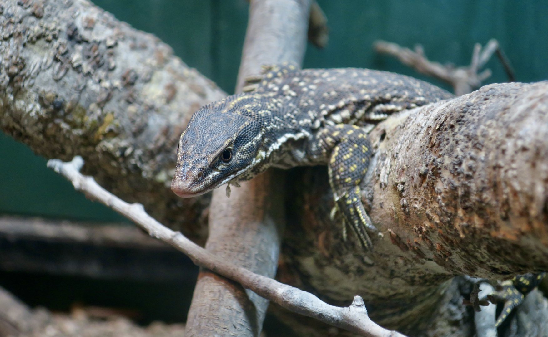 Red Spiny-Tailed Monitor (Varanus acanthurus acanthurus)