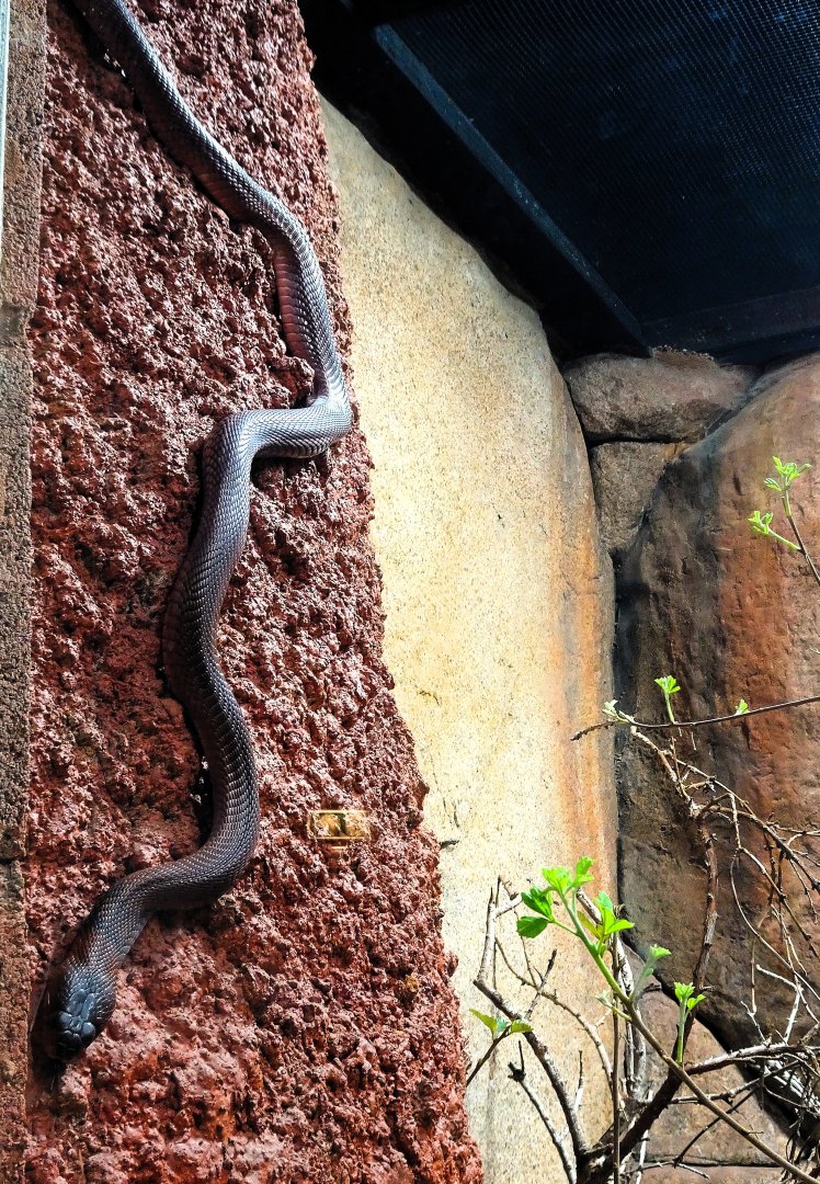 Red Spitting Cobra 6 September 2025