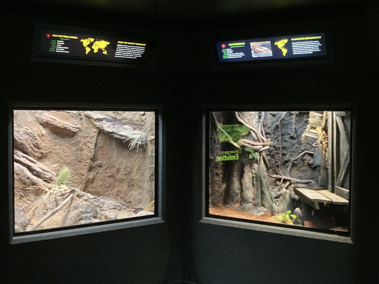 Red Spitting Cobra and Cottonmouth exhibits