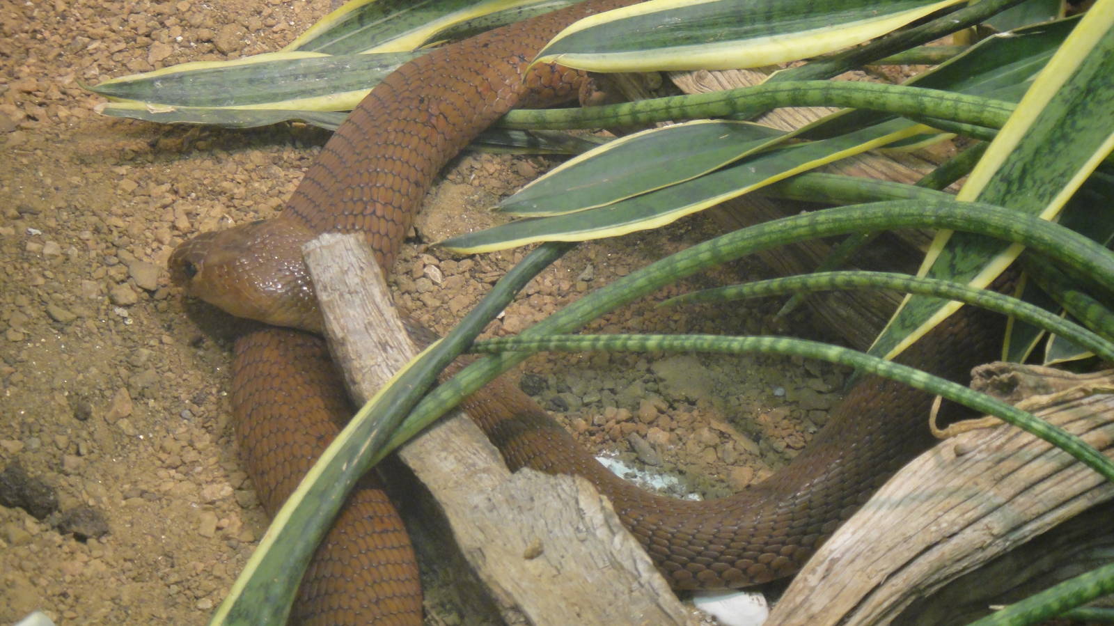 Red Spitting Cobra at Dallas zoo 2015-03-12