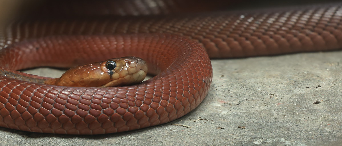 Red spitting cobra : Chester Zoo : 06 Sep 2025