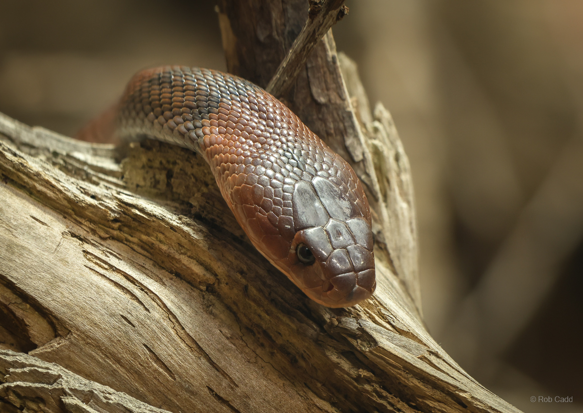 Red spitting cobra : Chester Zoo : 06 Sep 2025