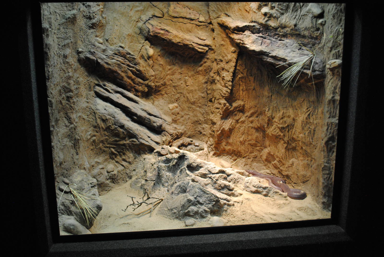 Red Spitting Cobra Exhibit (Main Gallery)