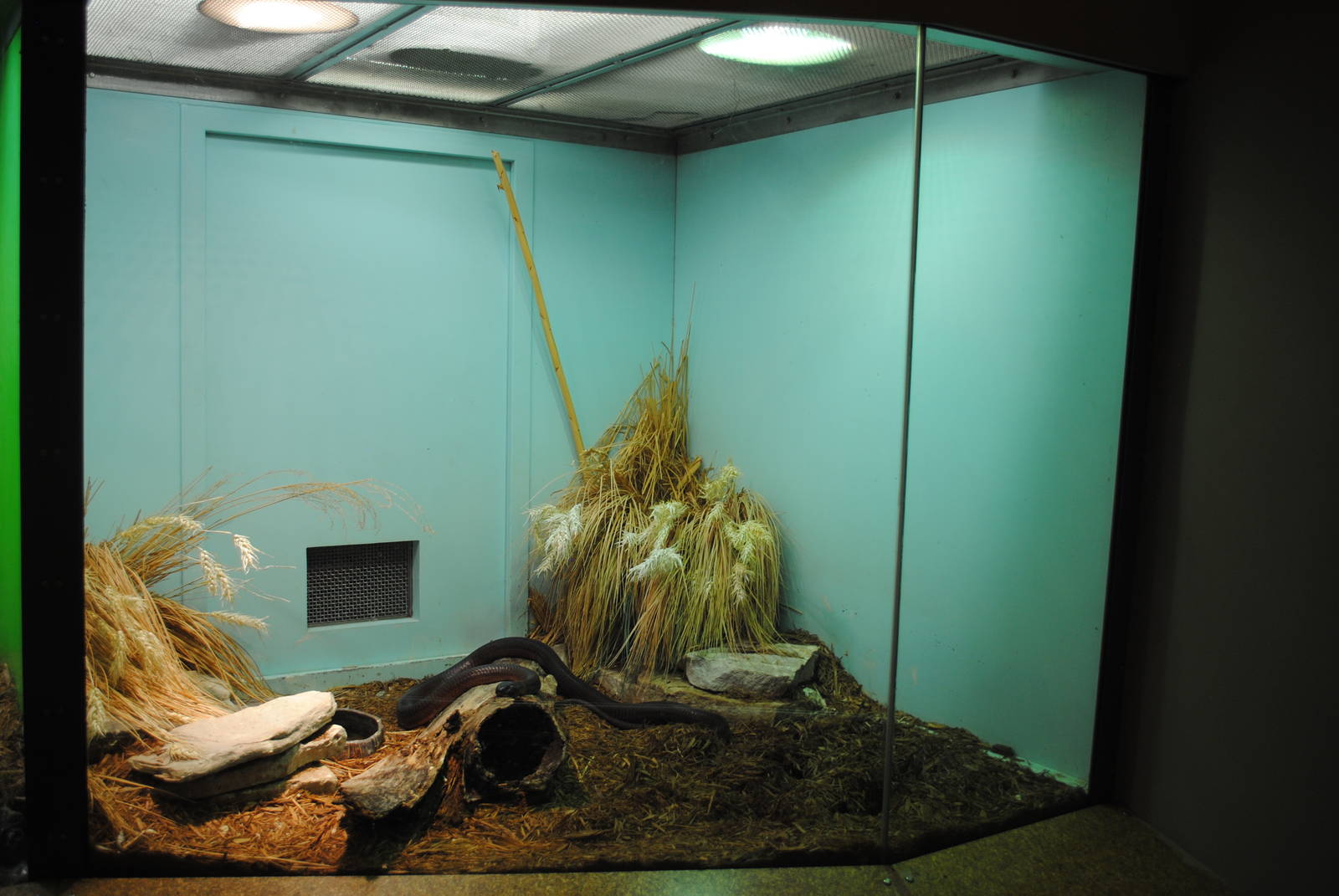 Red Spitting Cobra exhibit