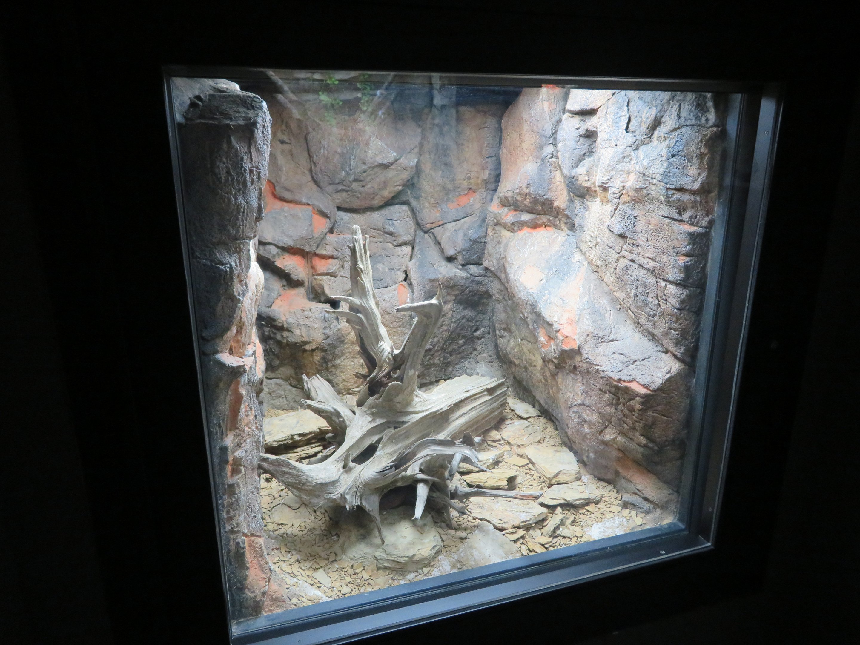Red Spitting Cobra Exhibit