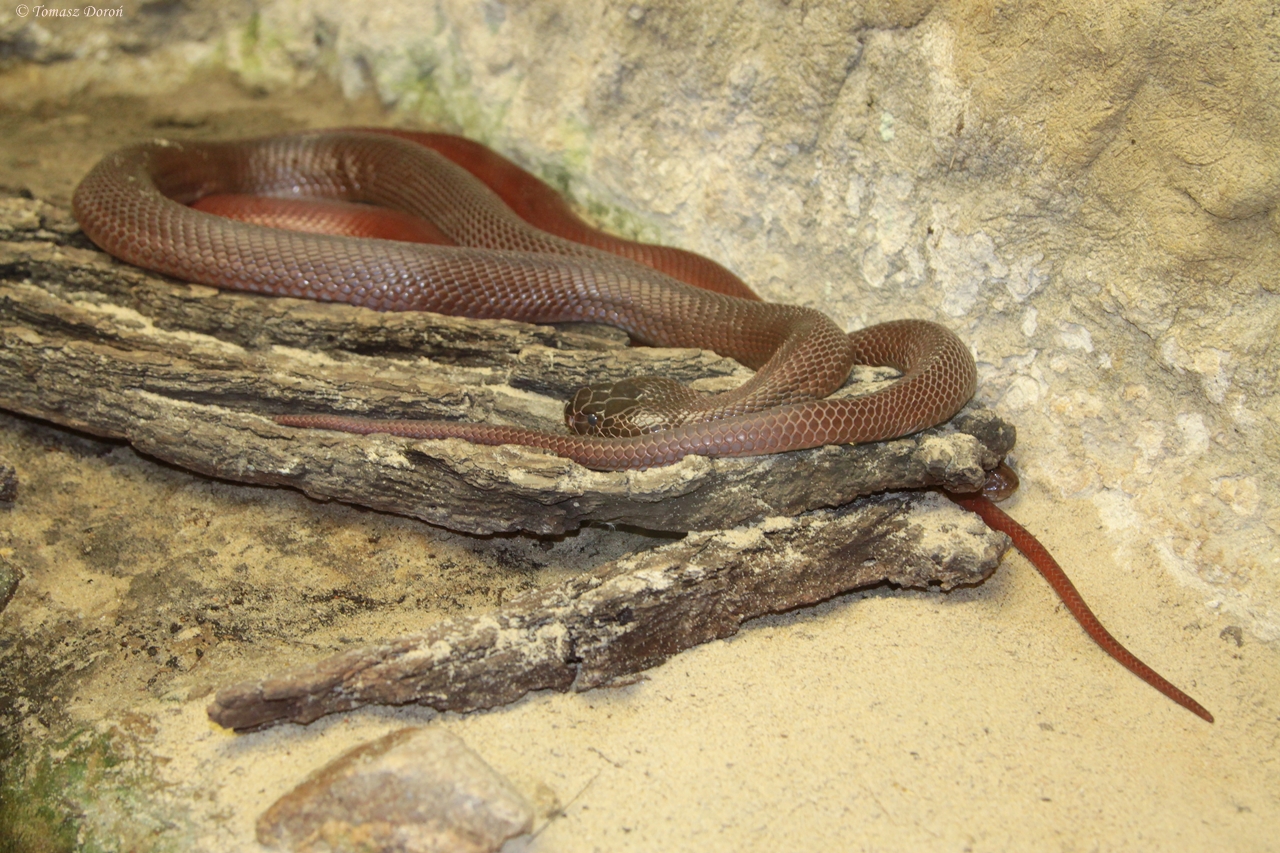 Red Spitting Cobra (Naja pallida)