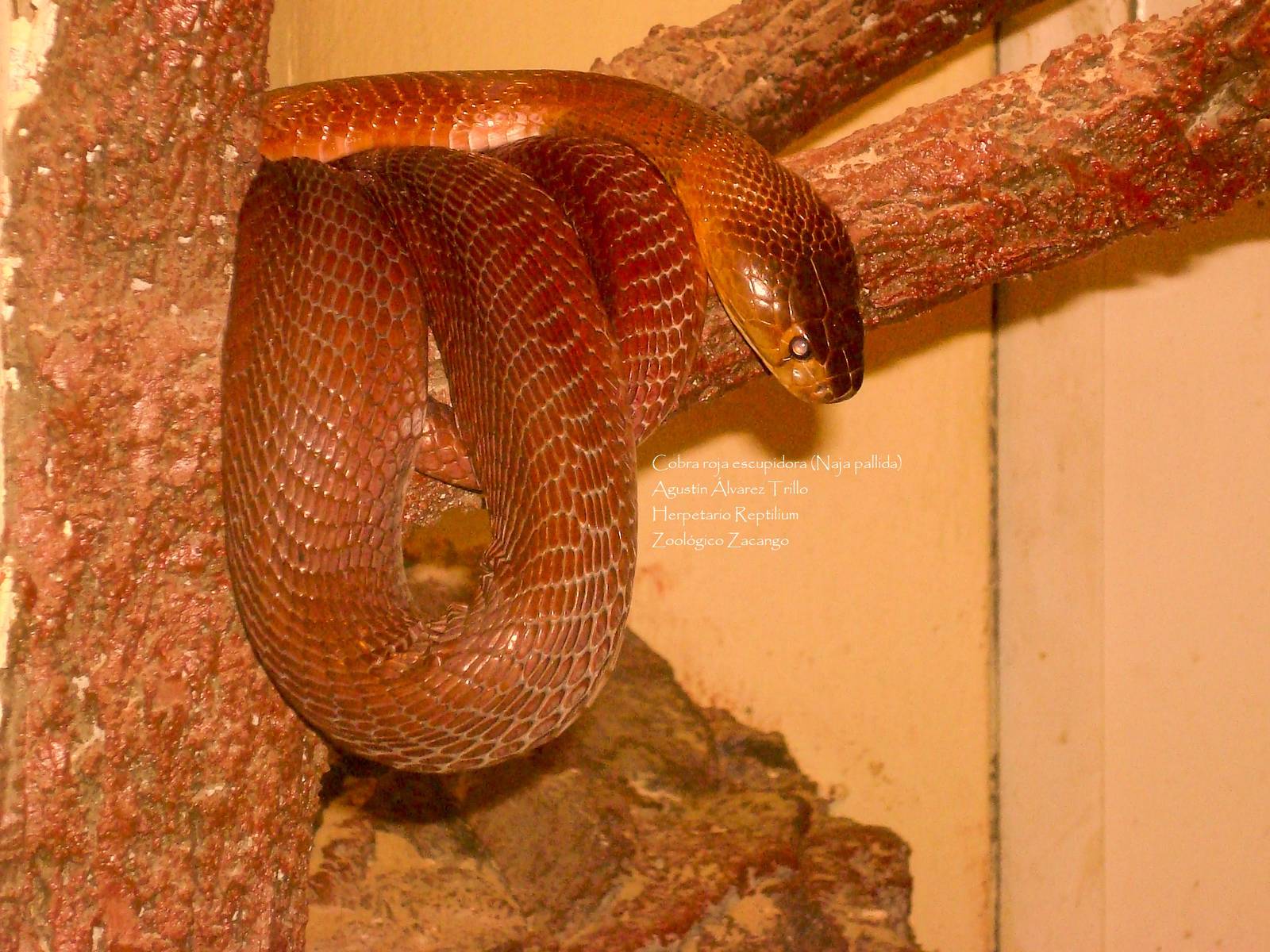 red spitting cobra (Naja pallida)