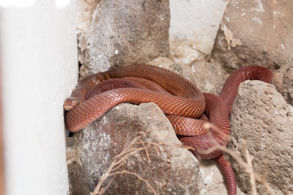 Red Spitting Cobra