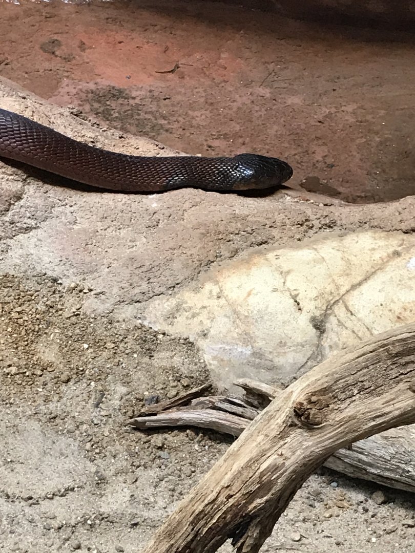 Red spitting cobra