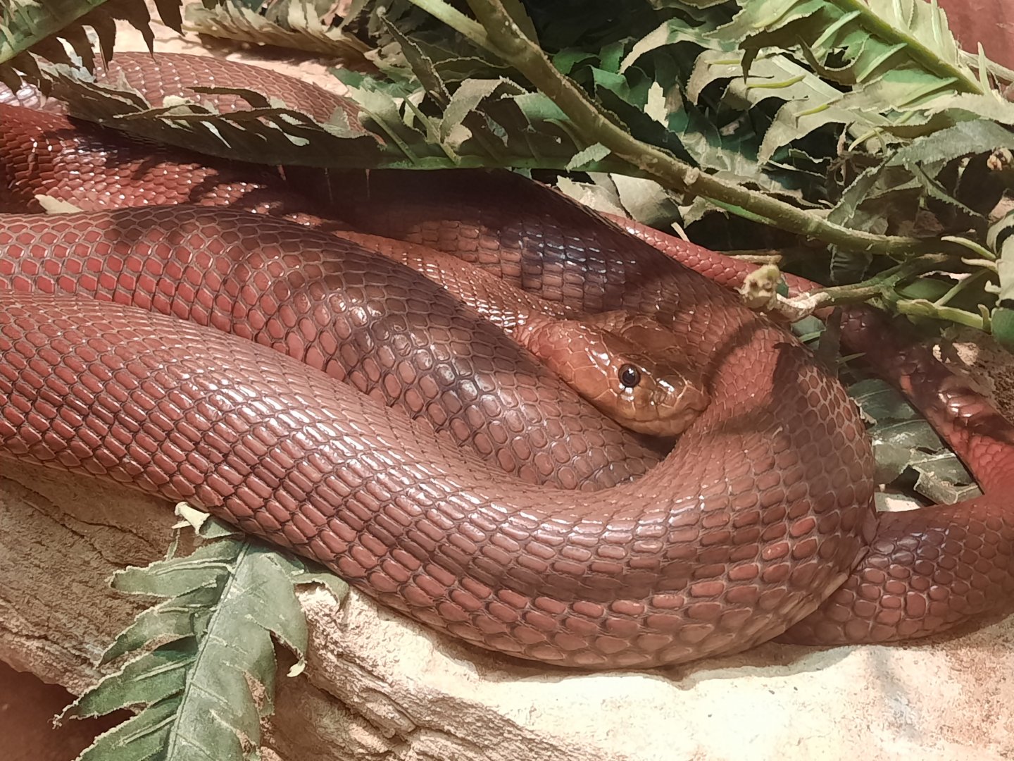Red Spitting Cobra